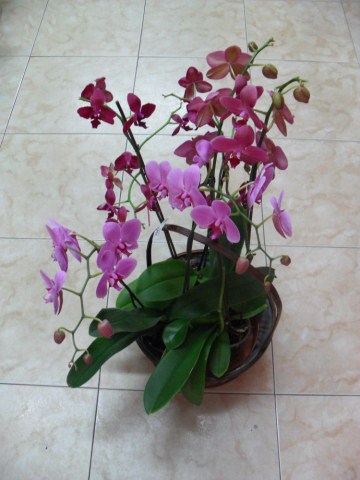 Centro de Orquídeas moradas